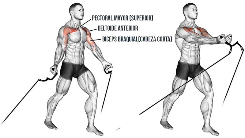 Cruces-en-polea-baja-o-crossover-cable-abajo-musculos-ejercicios-pecho-gym