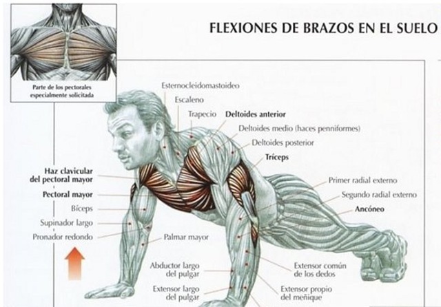 flexiones excentricas musculos